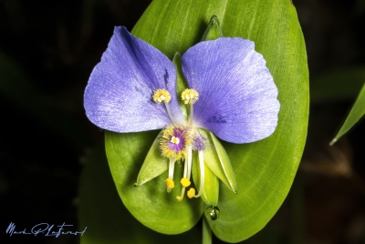 False Dayflower April 2025